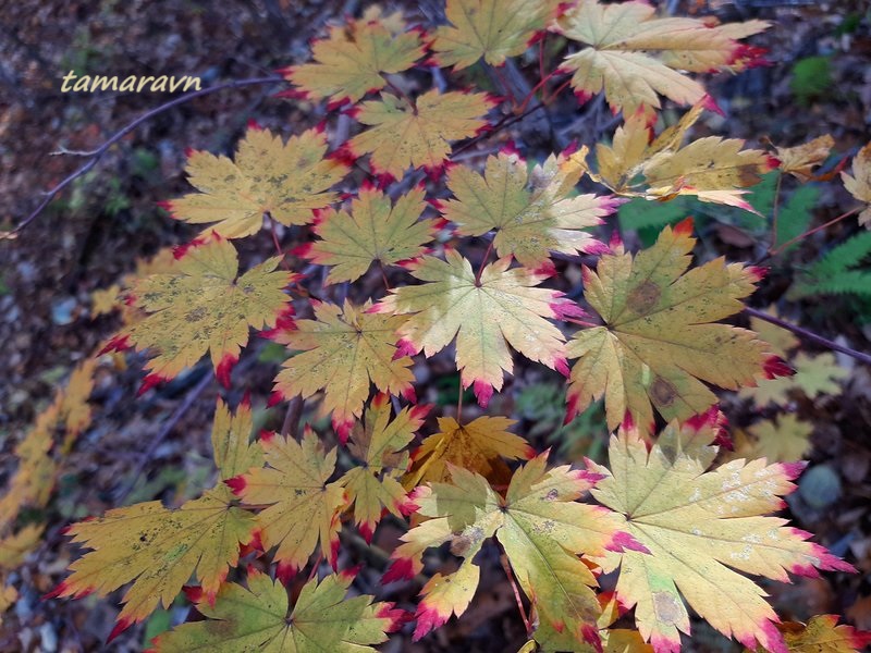 Клён ложнозибольдов (Acer pseudosieboldianum)