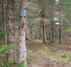 North Country Trail Blue Markings