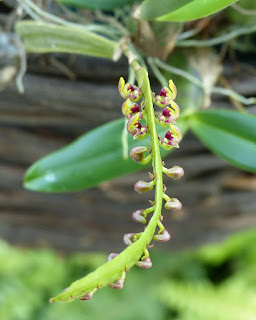 Bulbophyllum fructulatum