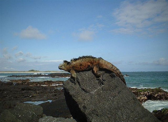 Animals - Galapagos Island Seen On www.coolpicturegallery.us