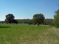 Bosco di Mesola