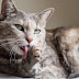 Os gatos de estimação causam esquizofrenia?