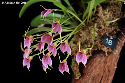 Масдеваллия обильноцветущая (Masdevallia floribunda)