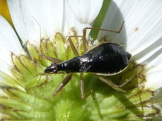 Nabis subcoleoptratus 