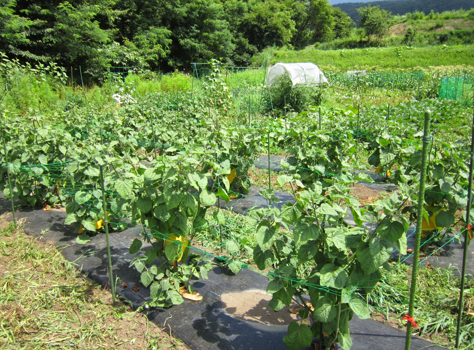 蓼科田舎暮らし 晴耕雨楽 食用ほおずきのネット栽培