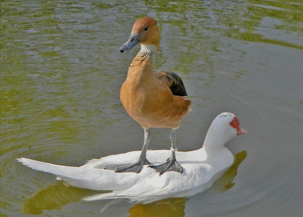 pictures of birds