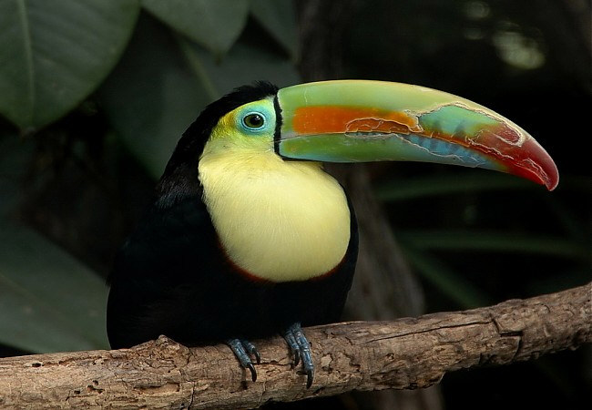 THE ANIMAL for JUST: Toucans are primarily frugivorous