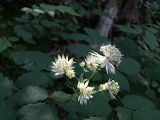 Astrantia major