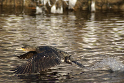 Ielgoes - Aalscholver - Phalacrocorax carbo