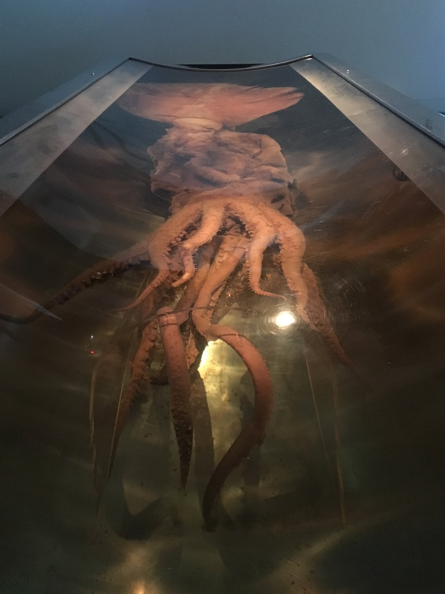 Colossal Squid, a Mysterious Giant from the Deep Sea