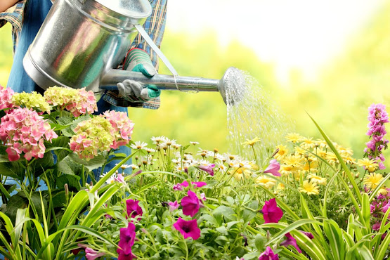 guide-to-adding-colour-to-your-garden-design