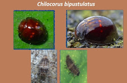 Chilocorus bipustulatus