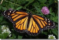 Monarch