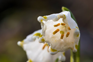 Leucojum vernum – Spring Snowflake.