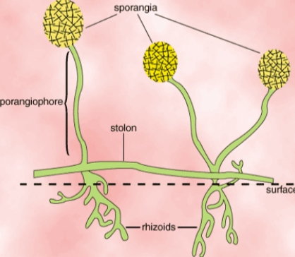 FUNGAL CELL STRUCTURE
