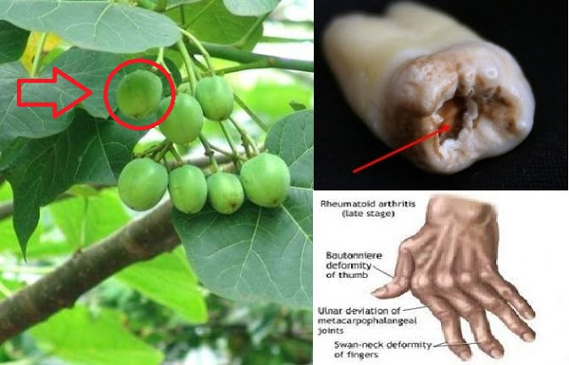 Tanaman Jarak - Dengan Beragam Manfaat bagi Kesehatan