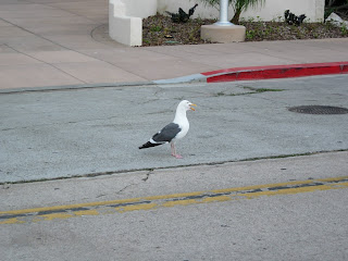 Sea gull crossing the road, La Jolla, San Diego