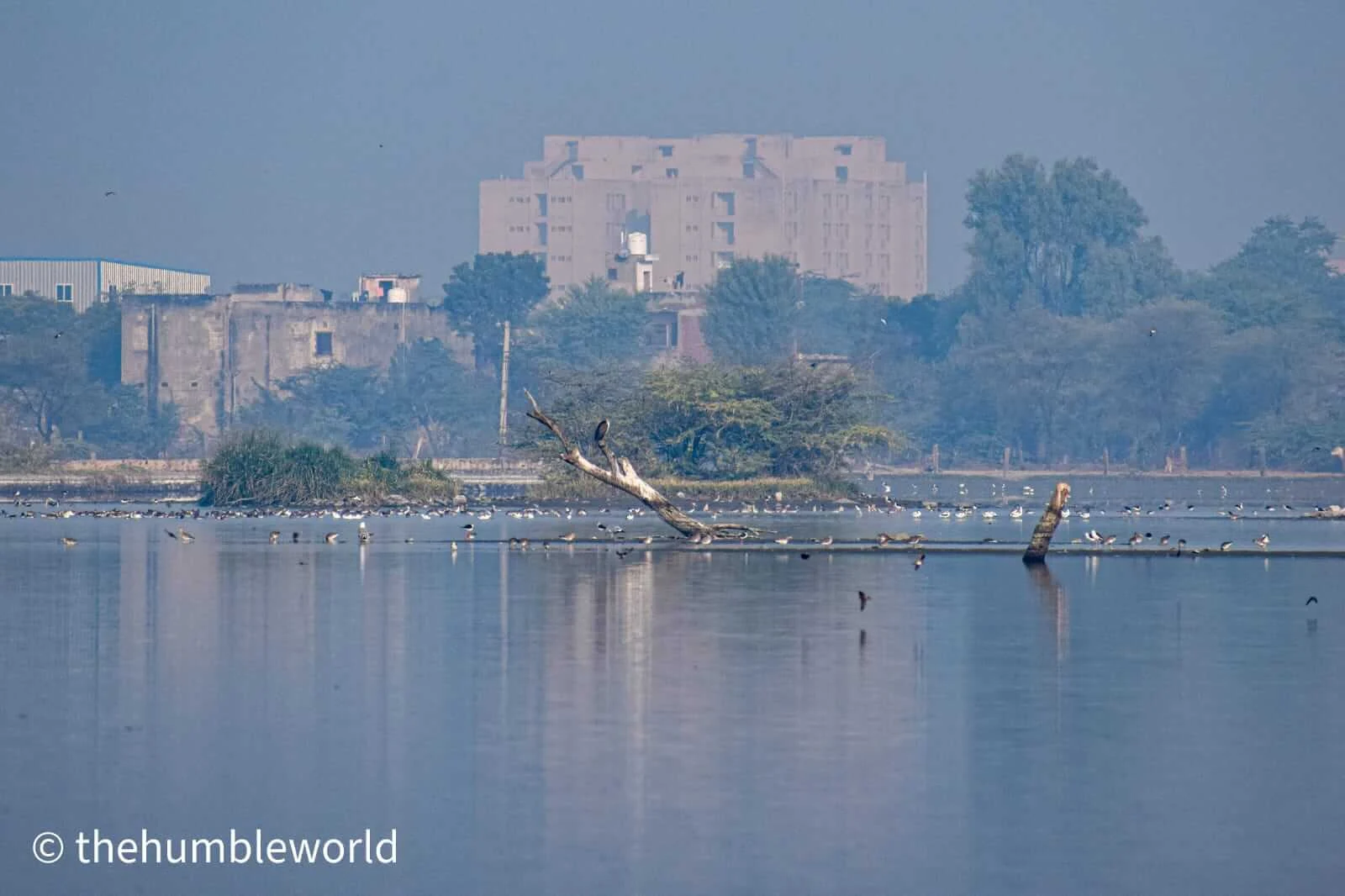 A flock of flamingos was spotted in the middle of Chandlai Lake in December month