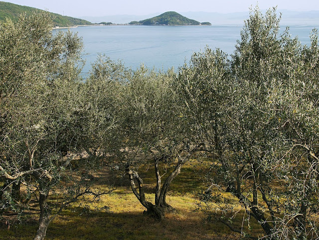 Shodoshima - Isola degli Olivi