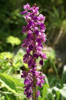 Orchis mâle - Satyrion mâle - Orchis mascula