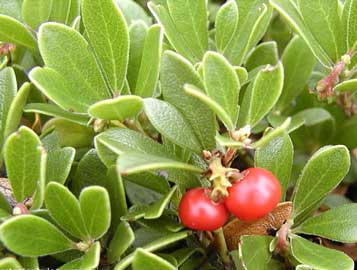 Este arbusto de hojas cori?ceas y persistentes posee flores pent?meras de color blanco ros?ceo que se encuentran en grupos de 3 a 5 en la extremidad de las ramas, con c?liz persistente, corola caduca y anteras que presentan largos ap?ndices dorsales. El fruto es una baya redondeada de color rojo vivo. Origen Esta eric?cea, como la mayor?a de las especies de la familia, crece en terrenos ricos en s?lice. Fundamentalmente, se extiende en los sotobosques y en las zonas rocosas de las regiones monta?osas templadas del hemisferio norte. La droga procede de Yugoslavia, Espa?a... Composici?n qu?mica La hoja de gayuba contiene ?cidos fenoles (?cidos g?lico, qu?nico), flavonoides (hiper?sido, isoquercitr?sido), triterpenos pentac?cliclos con esqueleto tipo ursano (?cido urs?lico y sus derivados), iridoides (monotrope?sido), trazas de componentes vol?tiles, as? como un alto contenido (15-20%) en taninos, esencialmente g?licos (poligaloilglucosa). La actividad de la droga se atribuye a la presencia de gluc?sidos fen?licos: arbut?sido y derivados semejantes. ? El arbut?sido cuyo contenido habitual oscila entre el 6 y el 10% es un ?-D-glucopiran?sido de la hidroquinona. Su hidr?lisis libera una mol?cula de glucosa y un difenol inestable que se oxida inmediatamente en hidroquinona. Este heter?sido, presente en numerosas eric?ceas, se encuentra acompa?ado por su ?ter met?lico (metilarbut?sido) y por pice?sido, gluc?sido de 4-hidroxi acetofenona. El contenido en gluc?sidos var?a seg?n diversos factores, en particular, seg?n la edad de las hojas, el origen geogr?fico y el modo de secado. La presencia de taninos permite, mediante el bloqueo de los enzimas, que el glu ?sido no se hidrolice durante la desecaci?n, lo que se traduce en un neto oscurecimiento de la droga. Datos farmacol?gicos Las propiedades farmacol?gicas de la gayuba se observan a nivel urinario: ? Acci?n diur?tica. Esta acci?n se ha observado en ratas con sobrecarga h?drica, tanto con arbut?sido como con flavonoides y gluc?sidos fen?licos que, administrados por v?a oral a las dosis de 10 mg/kg, aumentan la diuresis en un 211% y, en menor medida, la eliminaci?n de sodio y potasio. ? Actividad antis?ptica urinaria. La hidroquinona es bacteriost?tica in vitro, principalmente act?a frente a estafilococos y un gran n?mero de g?rmenes . Experimentos realizados en rata muestran que el arbut?sido se hidroliza r?pidamente y que la hidroquinona se elimina por v?a urinaria en forma de sulfo- y de glucuroconjugados. Si la orina es alcalina (hidr?lisis de los derivados conjugados) y la concentraci?n es suficiente (60 mg/ml de hidroquinona), la actividad antis?ptica se manifiesta claramente [400]. Por otro lado, los extractos acuosos y metan?licos de la droga son molusculicidas y los primeros son virost?ticos. Empleo La fitoterapia aconseja el uso de esta droga para el tratamiento de las infecciones de v?as urinarias: uretritis, pielitis, cistitis cr?nicas por flora bacteriana trivial. Habitualmente, se utiliza la hoja pulverizada o la infusi?n. La toma simult?nea de hidrogenocarbonato de sodio favorece la alcalinizaci?n de la orina. Aunque el criomolturado no es t?xico a las dosis habituales, la hidroquinona sola puede provocar espasmos intestinales (rat?n), hipotensi?n (perro) y, a grandes dosis, trastornos del E.C.G. (conejo). En Espa?a se autoriza el uso de esta planta para infecciones urinarias: cistitis cr?nicas y agudas, uretritis. Diur?tico. Precauciones Para aumentar el efecto del producto, ingerirlo con agua bicarbonatada. Ante la ausencia de experimentaci?n no se recomienda en mujeres embarazadas y durante la lactancia. La orina aparece te?ida de color verde. En sujetos especialmente sensibles a nivel de la mucosa g?strica, la infusi?n puede provocar n?useas y v?mitos. La droga El limbo de la hoja de A. uva-ursi es entero, atenuado en la base, obtuso o espatulado en la parte superior. La cara superior se presenta finamente reticulada, es de color verde oscuro y brillante, la cara inferior es m?s clara. El examen microsc?pico muestra una cut?cula muy espesa que recubre una epidermis de c?lulas poli?dricas, voluminosos estomas compuestos de 5 a 7 c?lulas anejas en la cara inferior y pelos tectores especialmente abundantes en las hojas j?venes. Debe examinarse con el fin de evitar falsificaciones con hojas de boj o con las de diversas especies de Vaccinium. El contenido en arbut?sido, determinado mediante colorimetr?a despu?s de reaccionar con la aminopirazolona en medio alcalino y oxidante es, como m?nimo, de un 7% (m/m). Mediante H.P.L.C. (cromatograf?a de alta resoluci?n), tambi?n puede apreciarse la presencia de gluc?sidos y geninas.