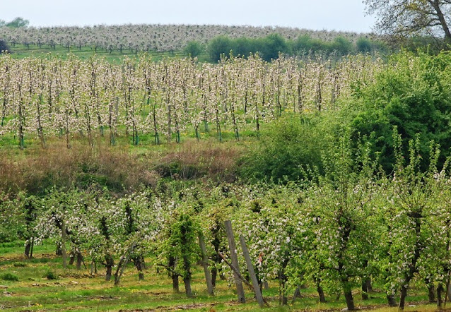 sady trzebnickie kocie góry krajobraz naturalny krajobraz wiejski