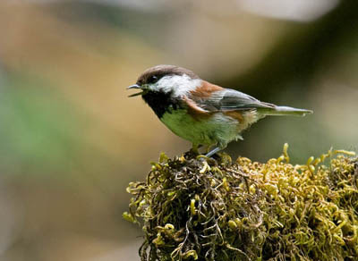 Photo of singing Chestnut-backed Chickadee