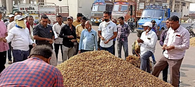 commodity market news of if groundnut market trade fall in Gujarat due to mungfali ka bhav today not increase