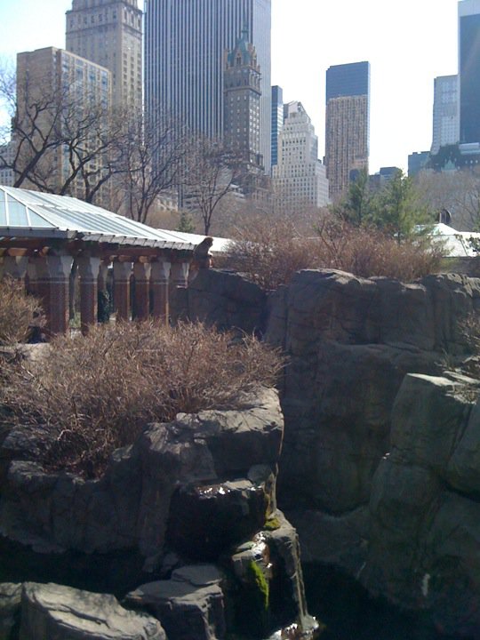 central park zoo penguins. Central Park Zoo. Penguins at