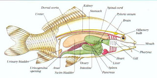 Belajar Anatomi dan Fisiologi Ikan Hias Akuarium