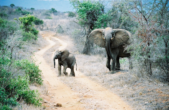 mother-elephant-with-her-baby-list-trend