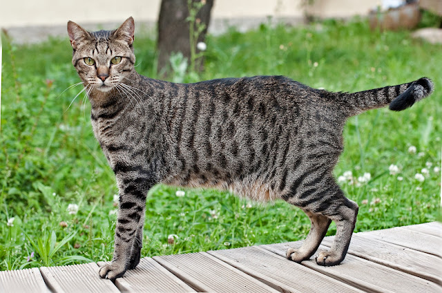 Best Egyptian Mau Cat in green grass image