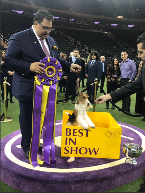 estminster 2019 Best in Show: King the Wire Fox Terrier