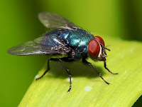 Cara Menghilangkan Lalat Di Rumah Makan