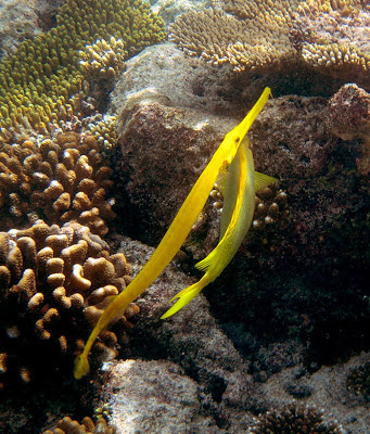 The yellow Trumpetfish.