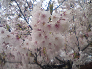 【お尻のほっぺ】見ごろを迎えた大阪の桜