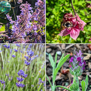 Plants for pollinators