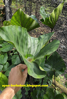 colocasia tea cup