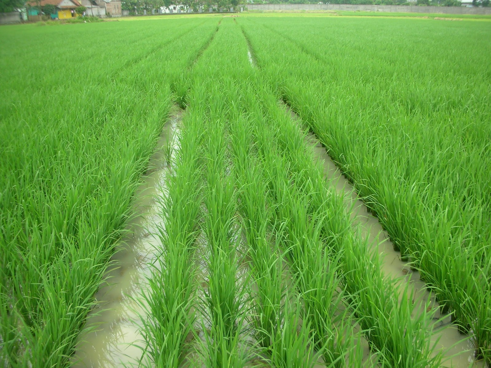 Padi Organik dan Bebek Sawah Kelompok Tani Organik 