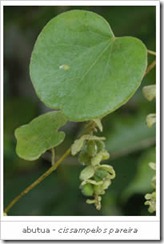abutua-cissampelos_pareira