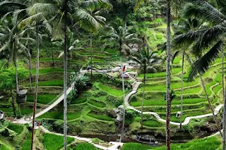 Landscape sawah ubud