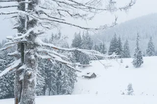 A Snowy Landscape