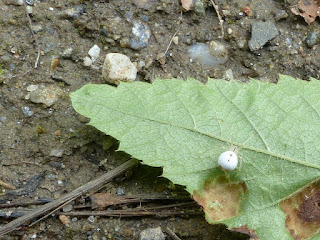 Théridie ovale - Enoplognatha ovata