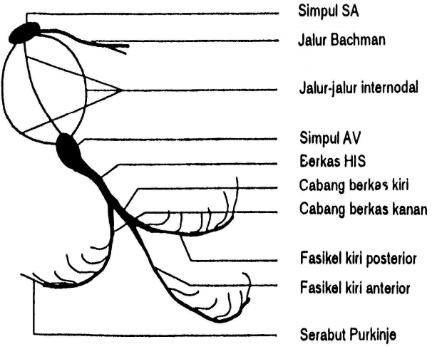 EKG dan Ilmu Dasarnya