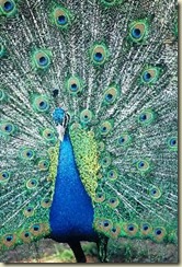 peacock