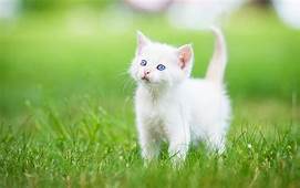 Cats image 4k