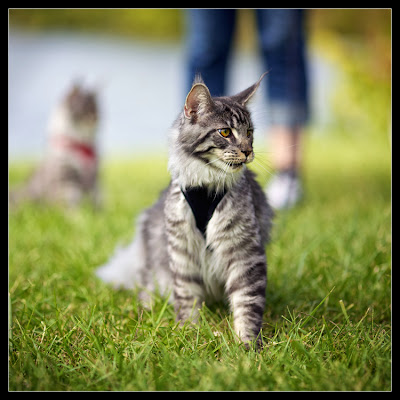 Stalone, the maine coon kitten