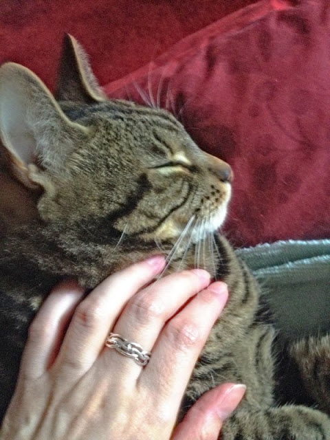 tabby cat and human hand giving Reiki healing