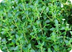 thyme