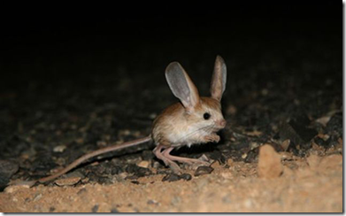 jerboa